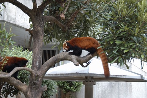 レッサーパンダ
