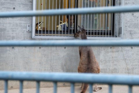 カンガルー